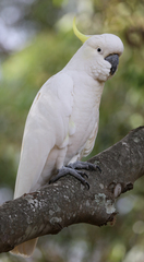 Cacatua galerita