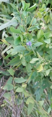 Galega orientalis