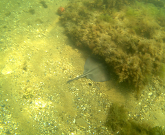 Trygonoptera imitata