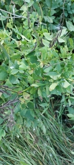 Galega orientalis