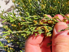 Passerina rigida