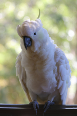 Cacatua galerita