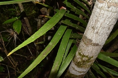 Zamia prasina