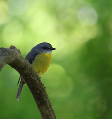 Eopsaltria australis