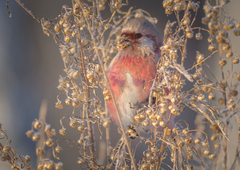 Carpodacus sibiricus