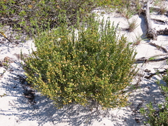 Passerina rigida