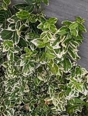 Euonymus fortunei