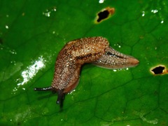 Helicarionoidea