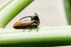 Leptocentrus
