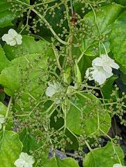 Hydrangea petiolaris