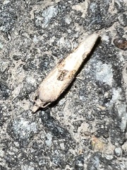 Pelochrista similiana