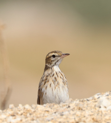 Anthus australis