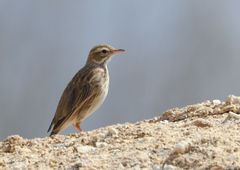 Anthus australis