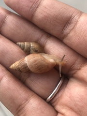 Bulimulus bonariensis