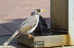 Manorina melanocephala