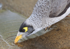 Manorina melanocephala
