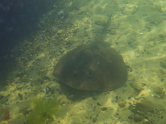 Trygonoptera imitata