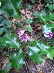 Cyclamen hederifolium