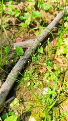 Androsace filiformis