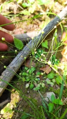 Androsace filiformis