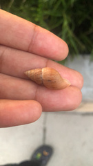 Bulimulus bonariensis