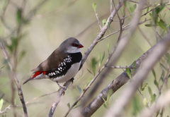 Stagonopleura guttata