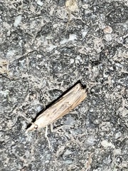 Parapediasia teterrellus