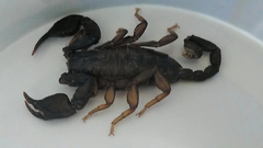 Euscorpius
