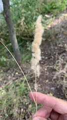 Calamagrostis epigejos