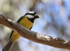 Falcunculus frontatus