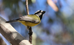 Falcunculus frontatus