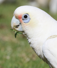 Cacatua sanguinea