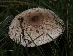 Macrolepiota procera