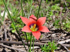 Romulea obscura