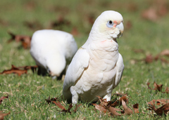 Cacatua sanguinea