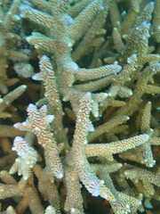 Acropora