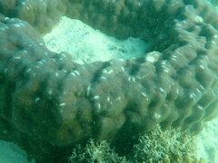 Porites