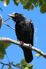 Corvus orru