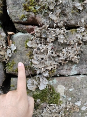 Peltigera