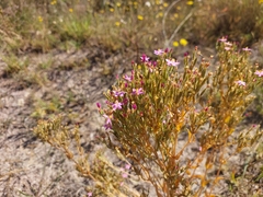 Centaurium anatolicum