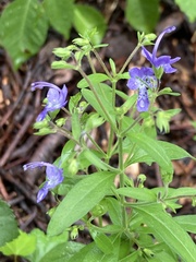 Trichostema dichotomum