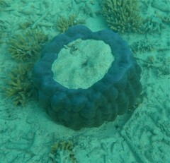 Porites