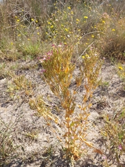 Centaurium anatolicum
