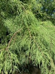 Taxodium distichum