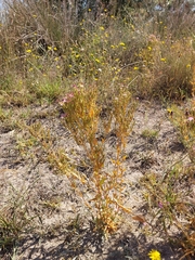 Centaurium anatolicum