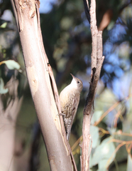 Cormobates leucophaea