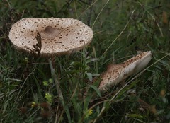 Macrolepiota procera