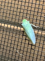 Gyponana