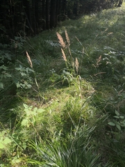 Calamagrostis