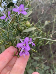 Thysanotus patersonii